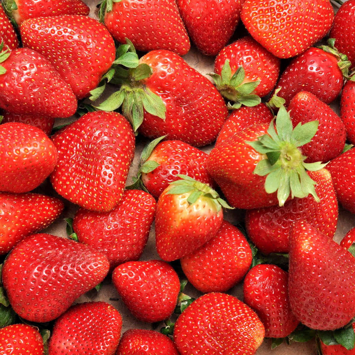 Fraisier remontant Charlotte - Fragaria x ananassa Charlotte - Bakker