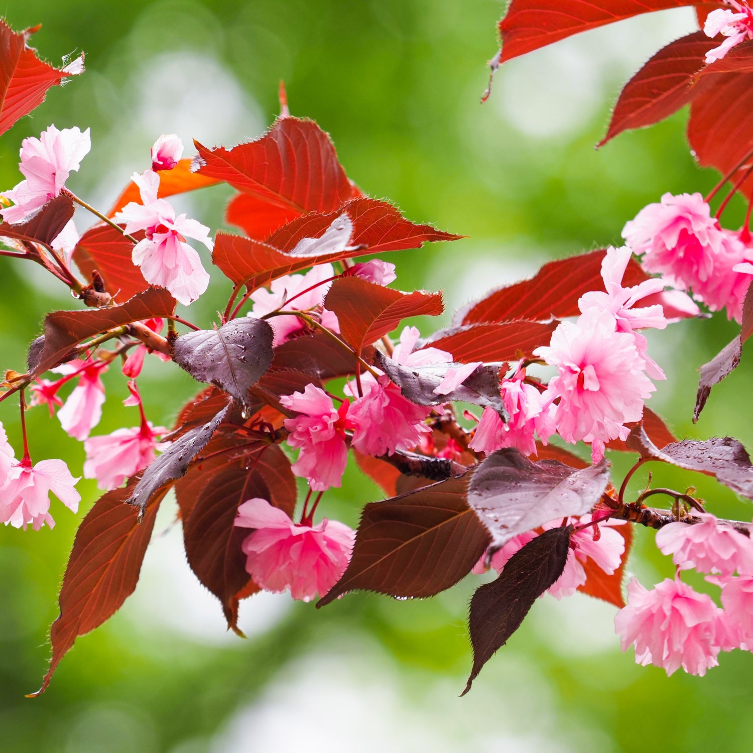 Cerisiers du Japon - Prunus