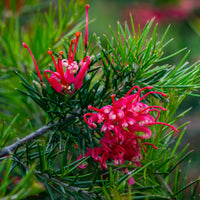 Grévilléa à feuilles de genévrier - Grevillea juniperina - Bakker
