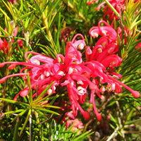 Grevillea juniperina - Grévilléa à feuilles de genévrier - Arbustes fleuris