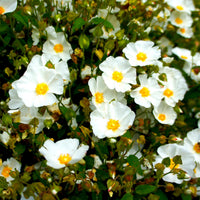 Ciste des Corbières - Cistus corbariensis - Bakker