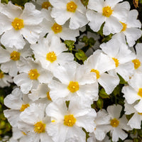 Cistus corbariensis - Ciste des Corbières - Cistus - Ciste