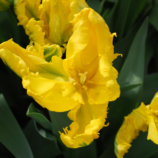 5 Tulipes 'Jan Van Nes Parrot'