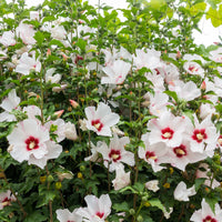 Hibiscus syriacus - Hibiscus de jardin sur tige blanc/rouge - Hibiscus