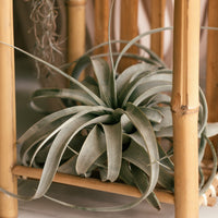 Tillandsia xerographica - Tillandsia géant - Plantes vertes d'intérieur