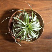 Tillandsia géant - Tillandsia xerographica - Bakker