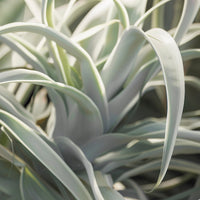 Tillandsia géant - Bakker