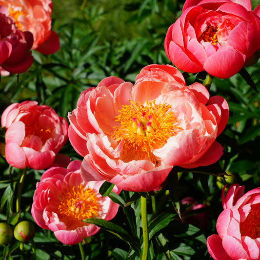 Pivoine Coral Charm - Bakker