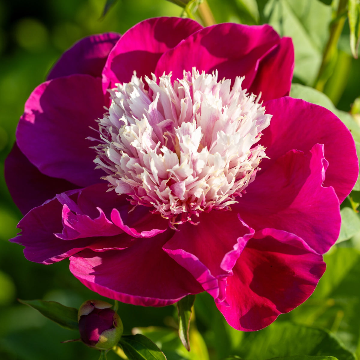 Pivoine White Cap - Paeonia lactiflora White Cap - Bakker