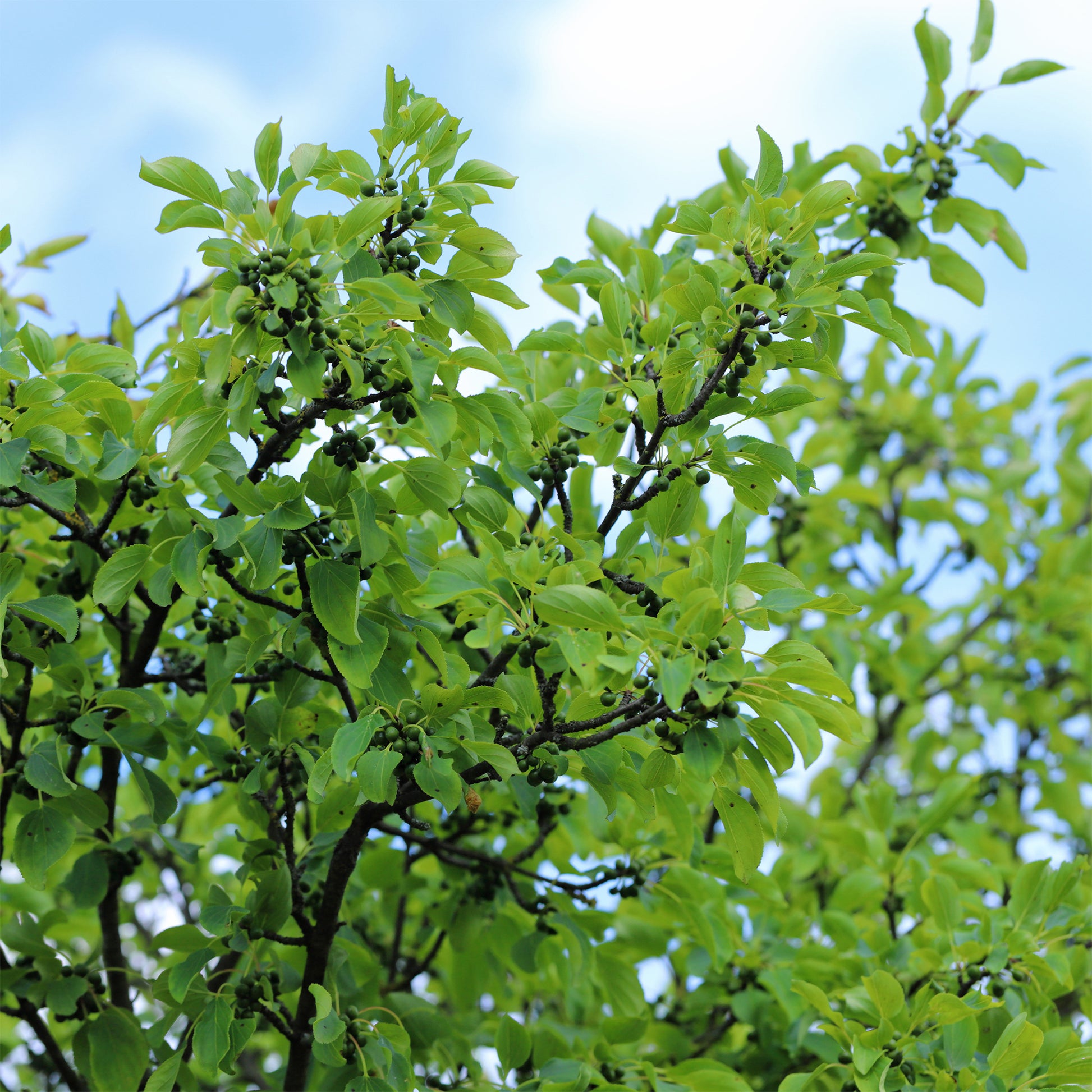 Nerprun alaterne - Rhamnus cathartica - Bakker