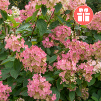 Hydrangea Pink Diamond - Un Hortensia Pink Diamond en cadeau - Jardins