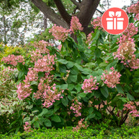 Un Hortensia Pink Diamond en cadeau - Hydrangea Pink Diamond - Bakker