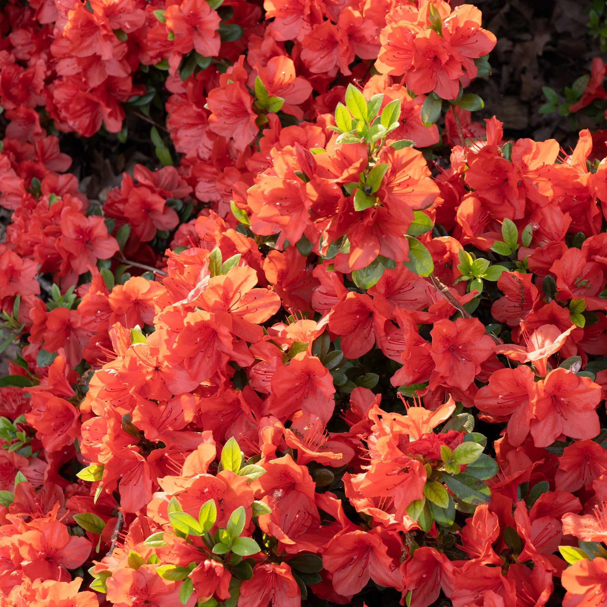 Azalées - Azalée du Japon Orange Surprise - Azalea japonica Orange Surprise