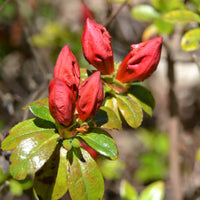 Azalée du Japon Orange Surprise - Azalea japonica Orange Surprise - Bakker