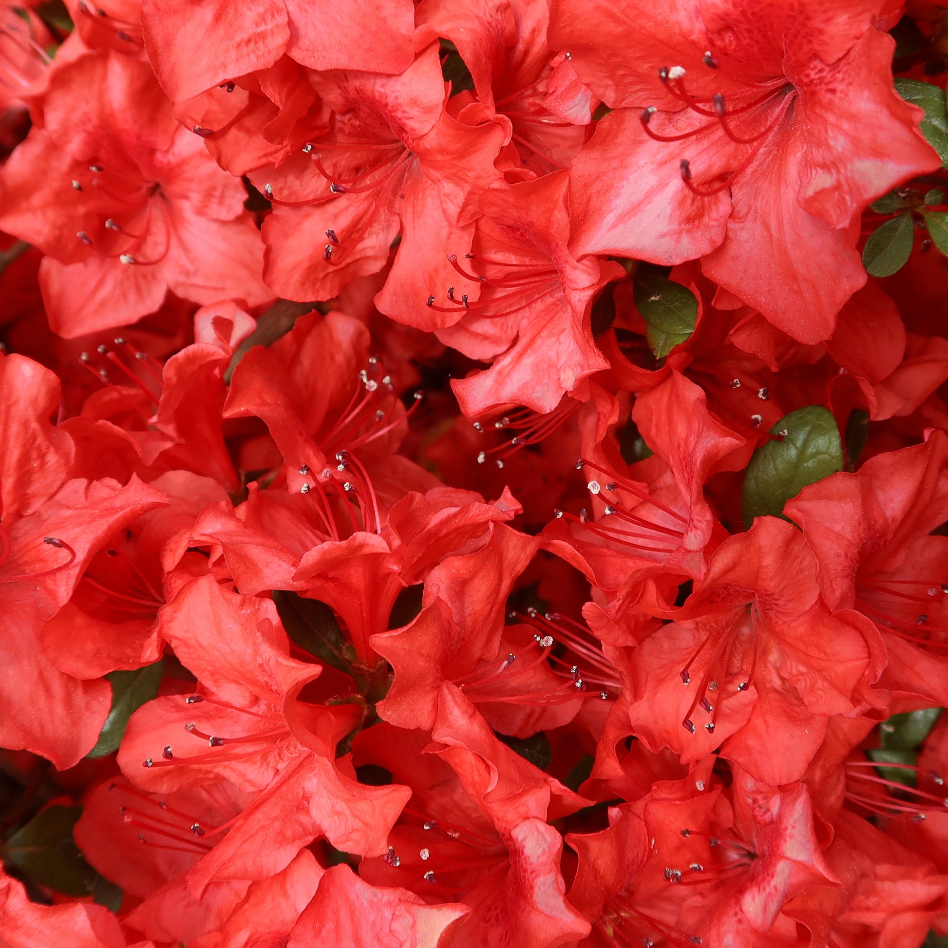 Azalea japonica Orange Surprise - Azalée du Japon Orange Surprise - Azalées