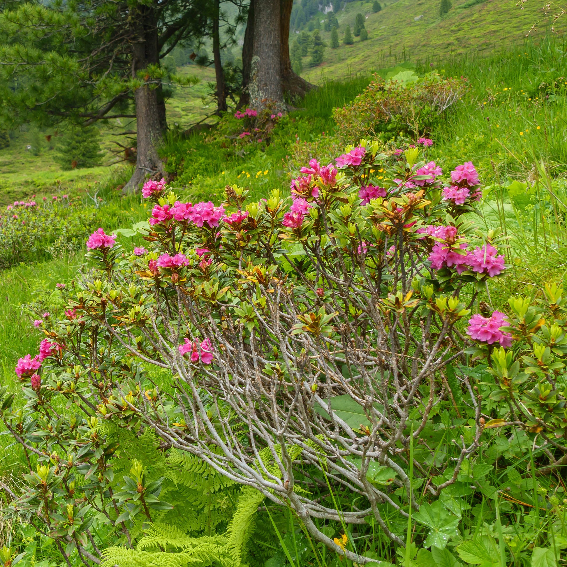 Azalée du Japon Lilac Surprise - Azalea japonica Lilac Surprise - Bakker