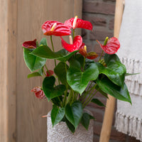 Anthurium red - Anthurium rouge - Plantes d'intérieur fleuries