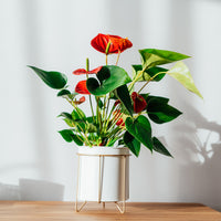 Anthurium rouge - Bakker