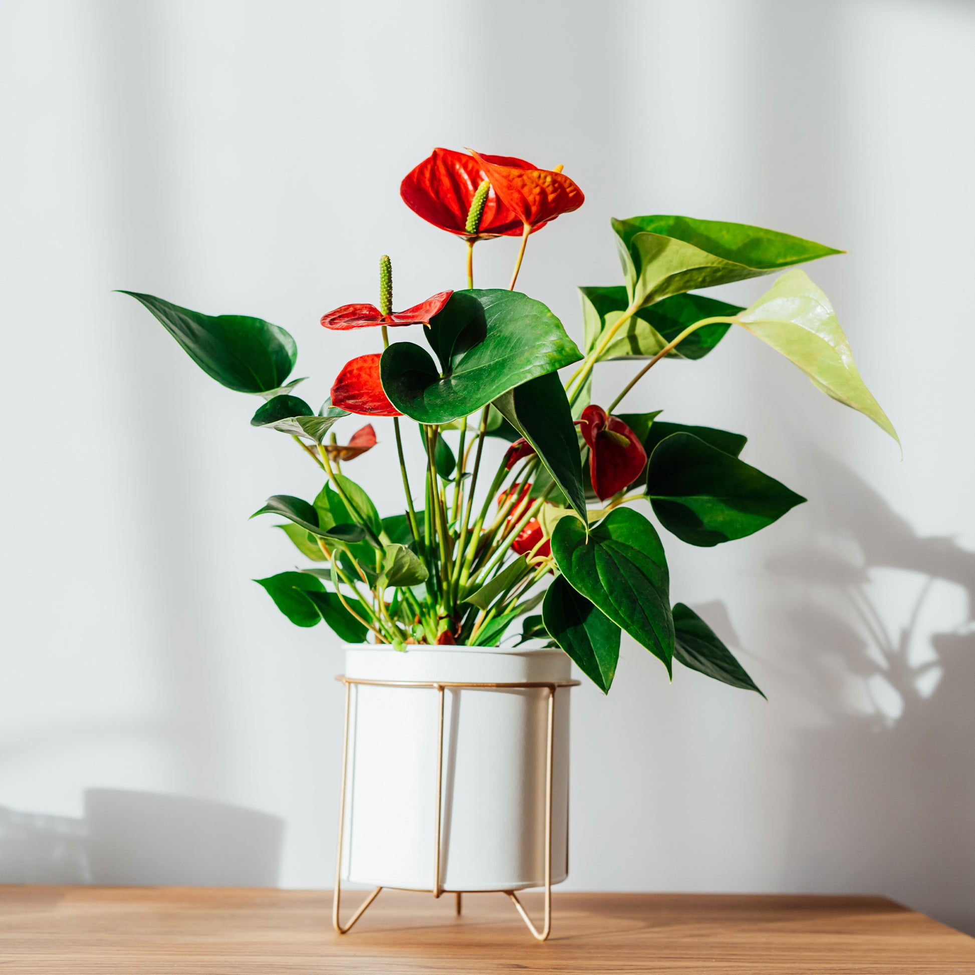 Anthurium rouge - Bakker