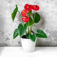 Anthurium rouge - Anthurium red - Bakker