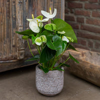 Anthurium blanc - Bakker