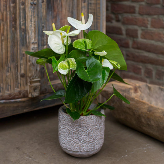 Anthurium blanc - Bakker