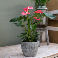 Anthurium rose - Anthurium rose - Plantes d'intérieur fleuries