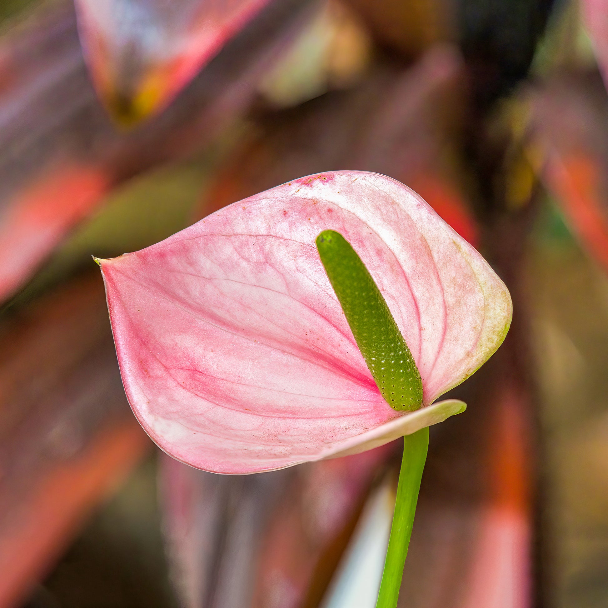 Anthurium rose - Anthurium rose - Bakker