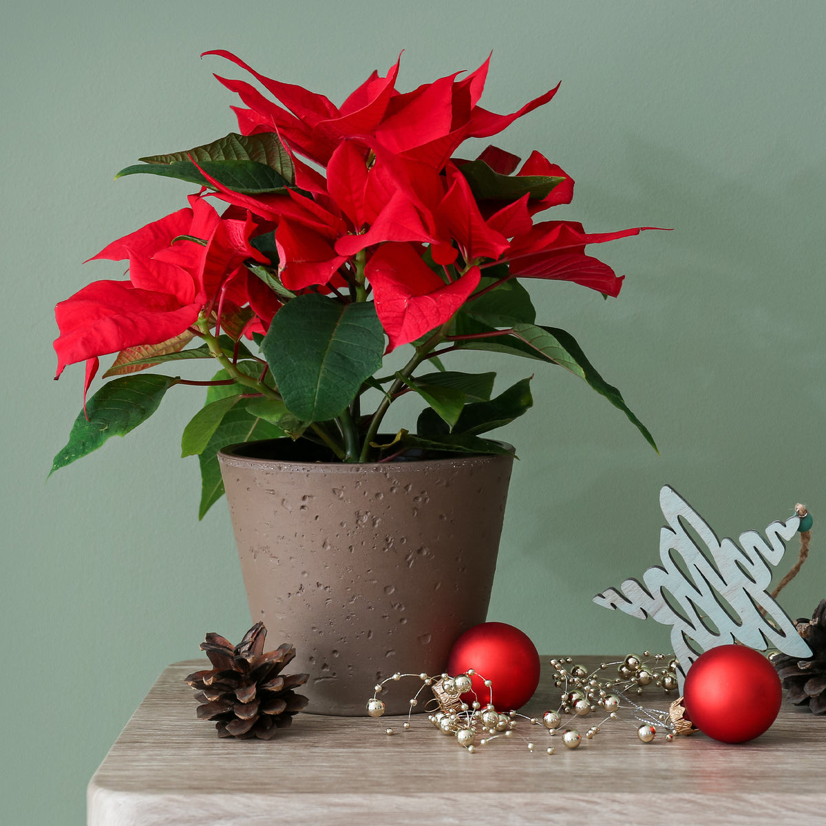 Euphorbia pulcherrima red - Poinsettia Rouge - Plantes d'intérieur fleuries