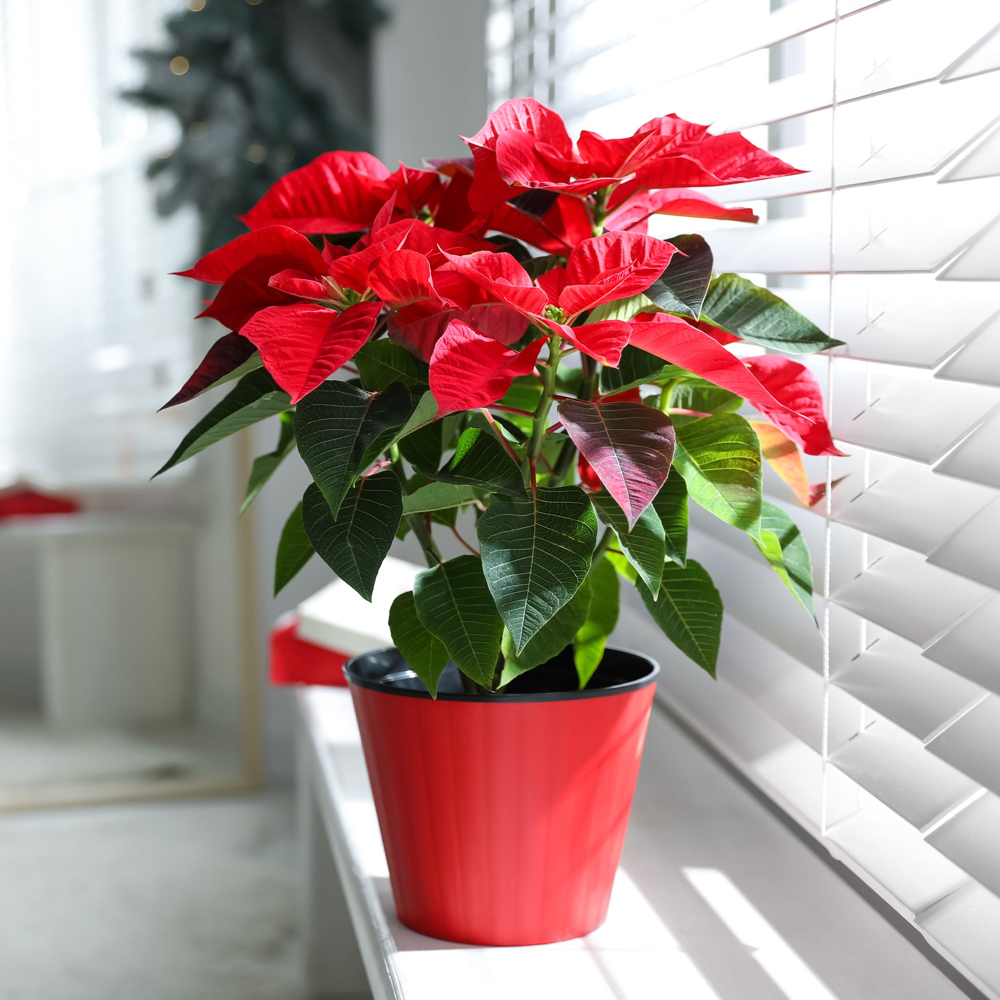 Poinsettia Rouge - Bakker