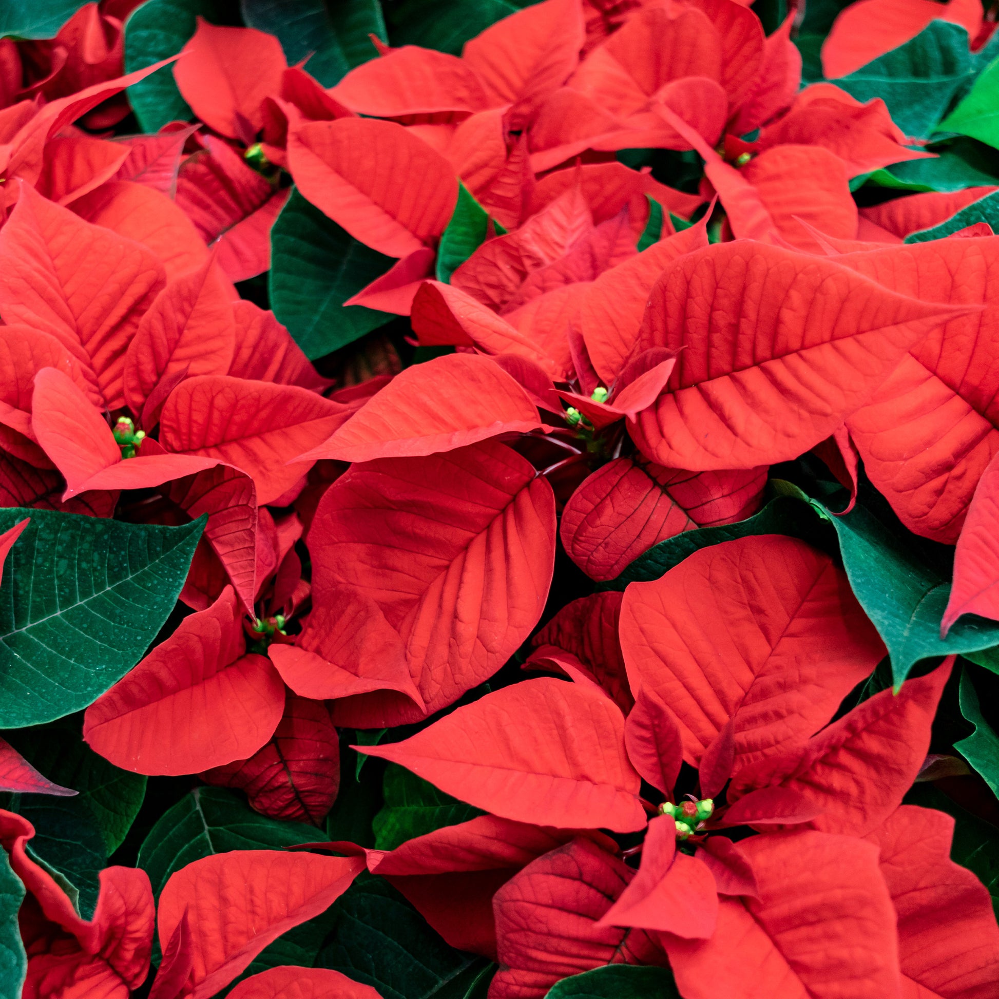 Poinsettia Rouge - Poinsettia red - Bakker