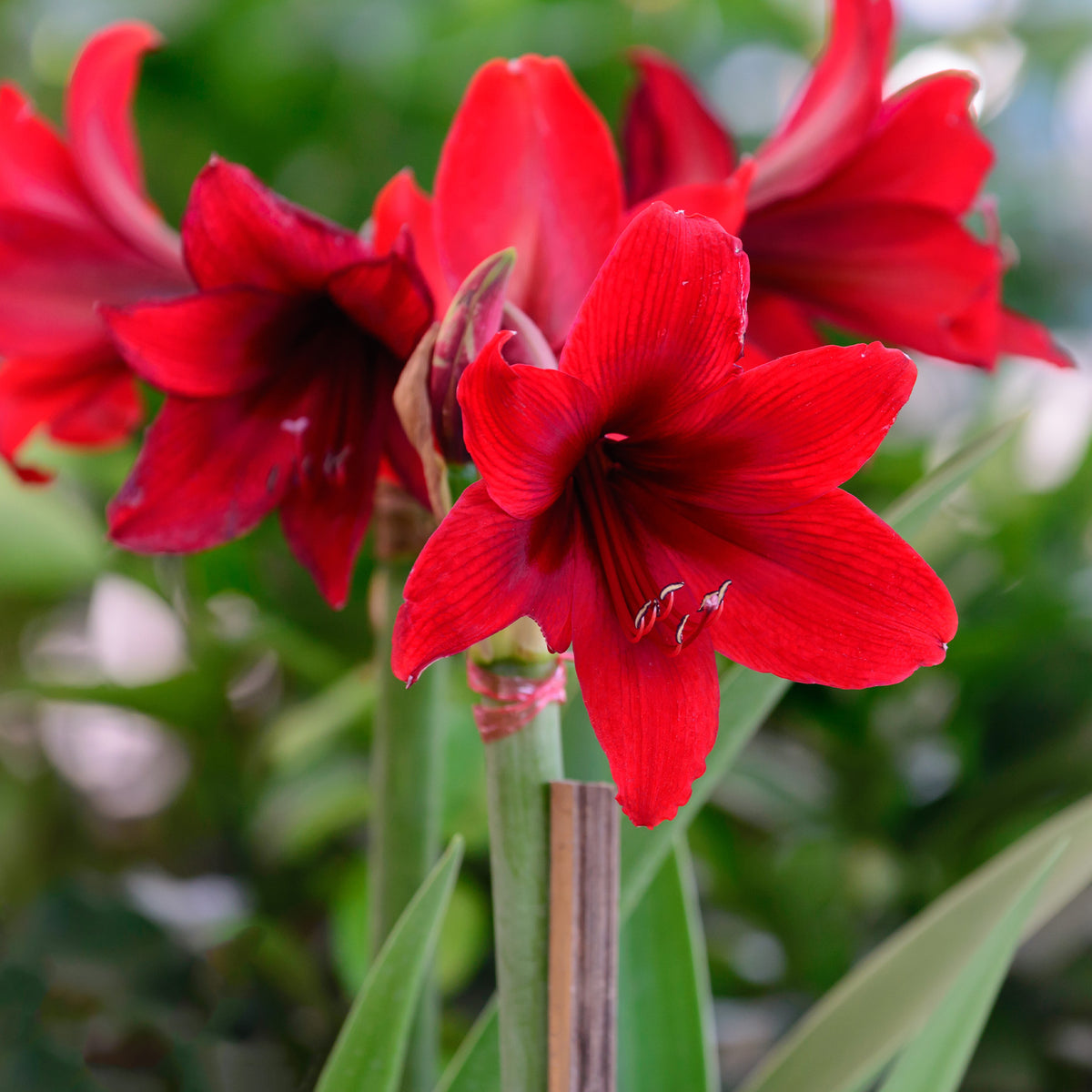 Wax Amaryllis - Wax Amaryllis  Gloss X Mas Red - Amaryllis Gloss X Mas Red