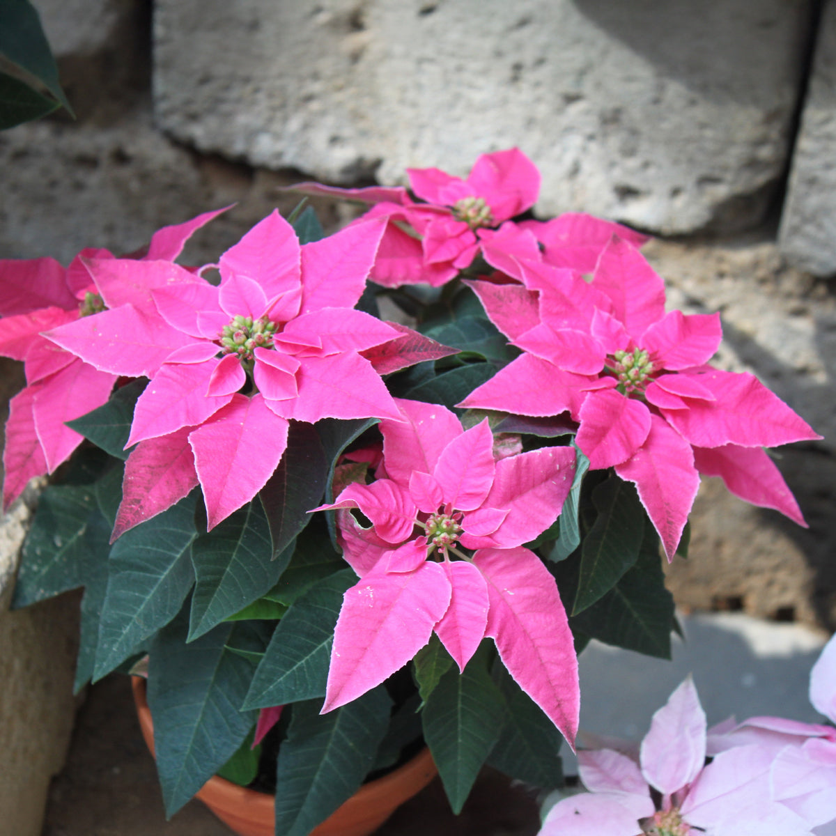 Euphorbia pulcherrima pink - Poinsettia Rose - Plantes d'intérieur fleuries