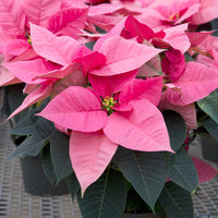 Poinsettia Rose - Bakker