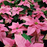Poinsettia Rose - Euphorbia pulcherrima - Bakker