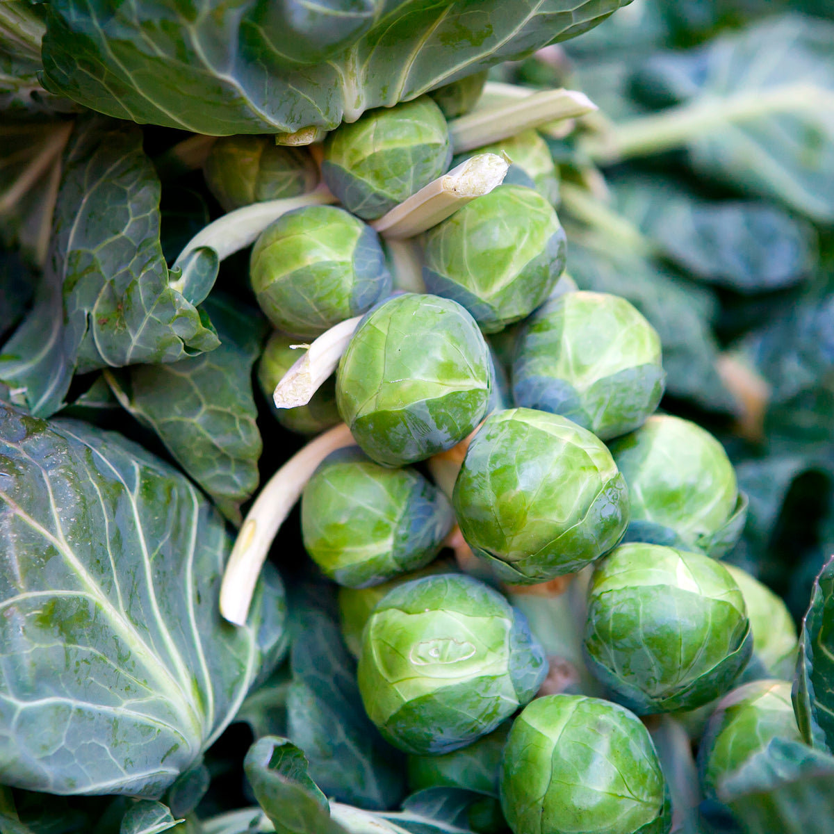 Chou de Bruxelles De Rosny - Brassica oleracea gemmifera De Rosny - Bakker