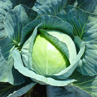 Brassica oleracea capitata vestri f1 - Chou cabus Vestri F1 - Graines de choux