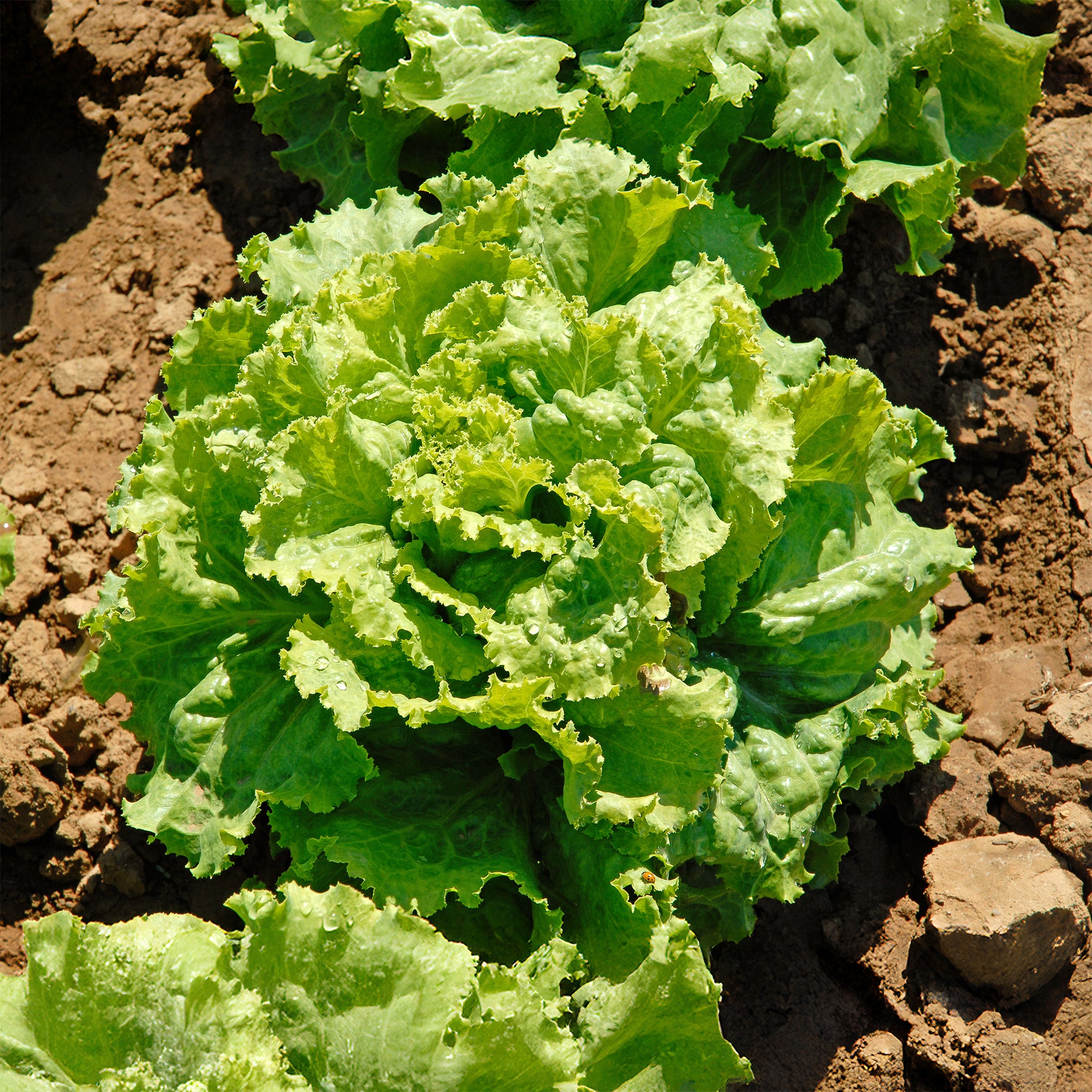 Laitue batavia Blonde de Paris - Lactuca sativa capitata blonde de paris - Bakker