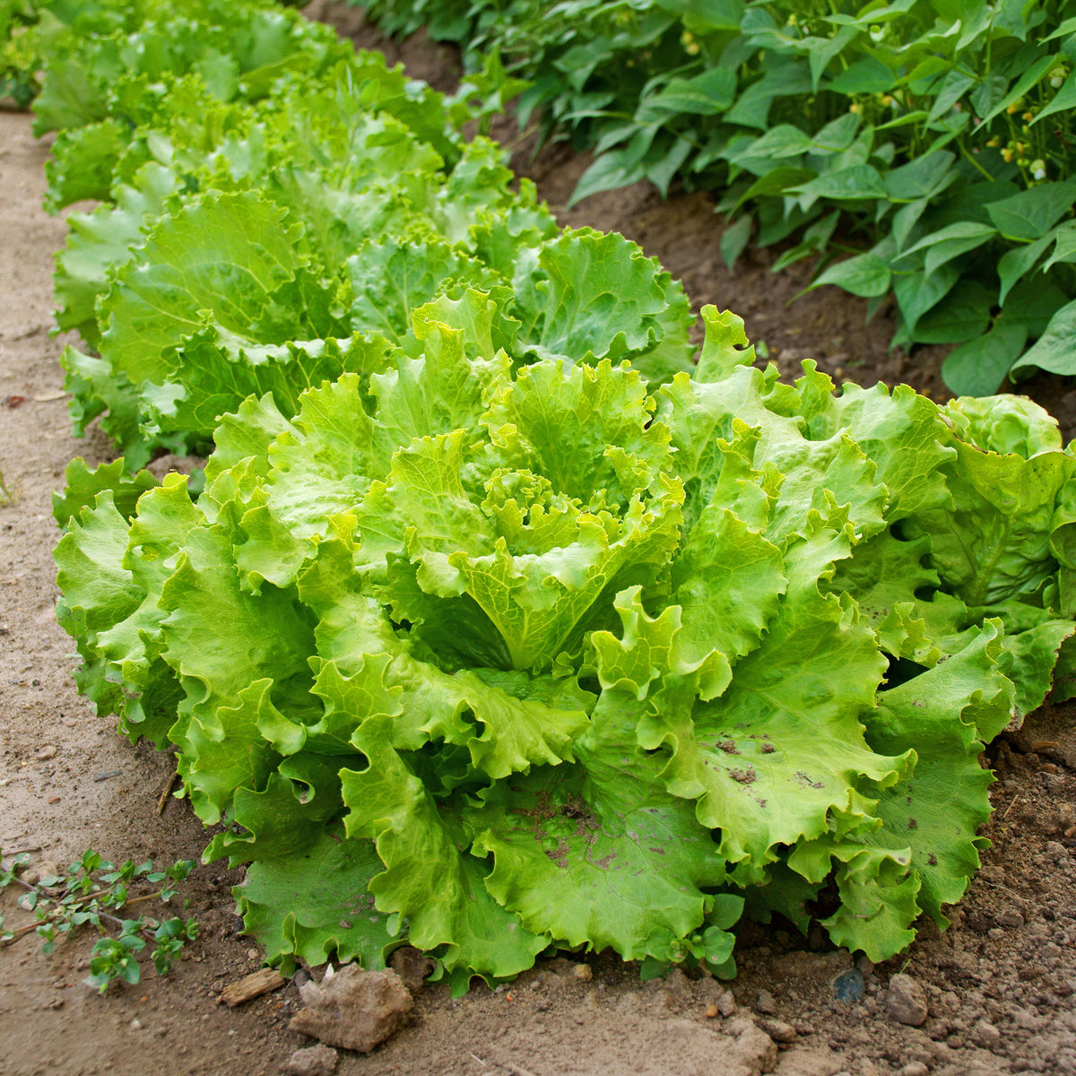 Graines de salades - Laitue batavia Blonde de Paris - Lactuca sativa capitata blonde de paris
