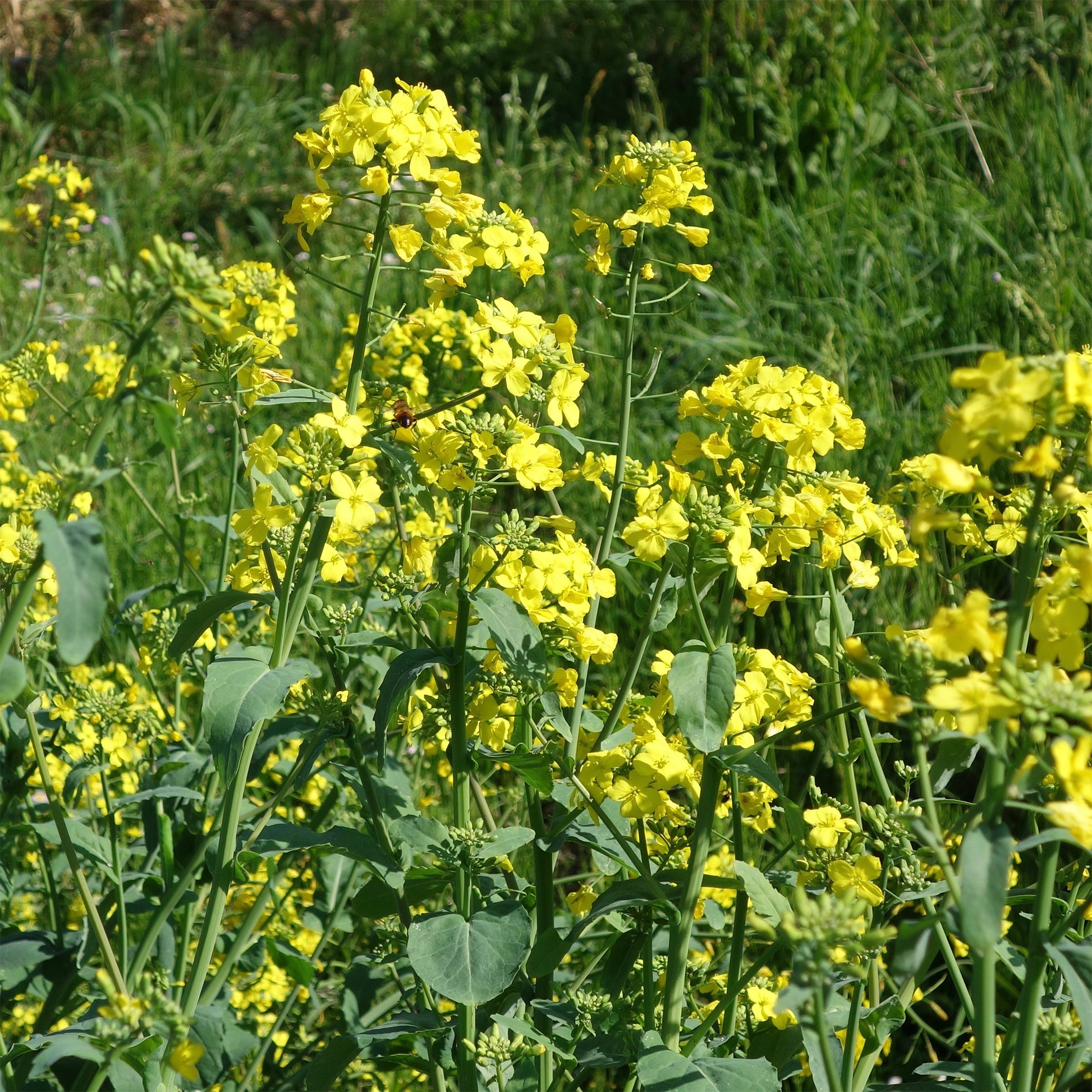 Barbarea praecox - Cresson de jardin - Graines de salades