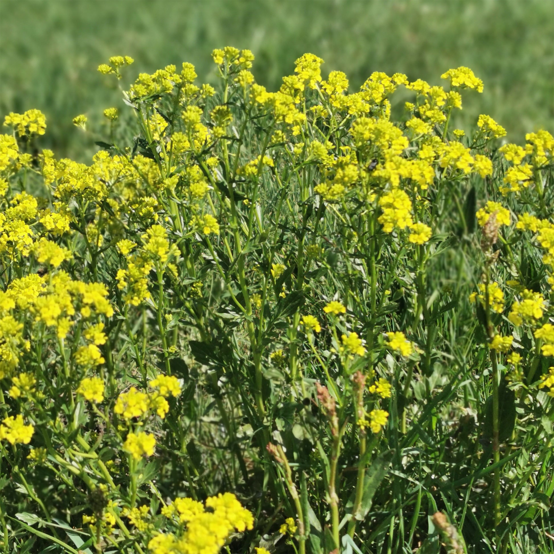 Graines de salades - Cresson de jardin - Barbarea praecox