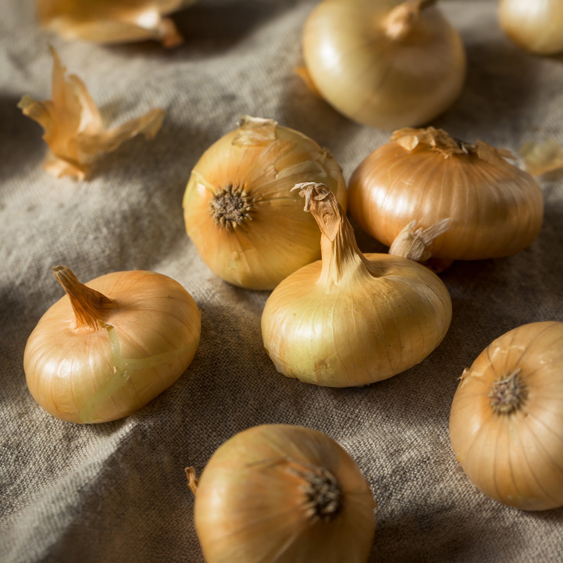 Oignon jaune Paille des Vertus - Allium cepa Paille des Vertus - Bakker