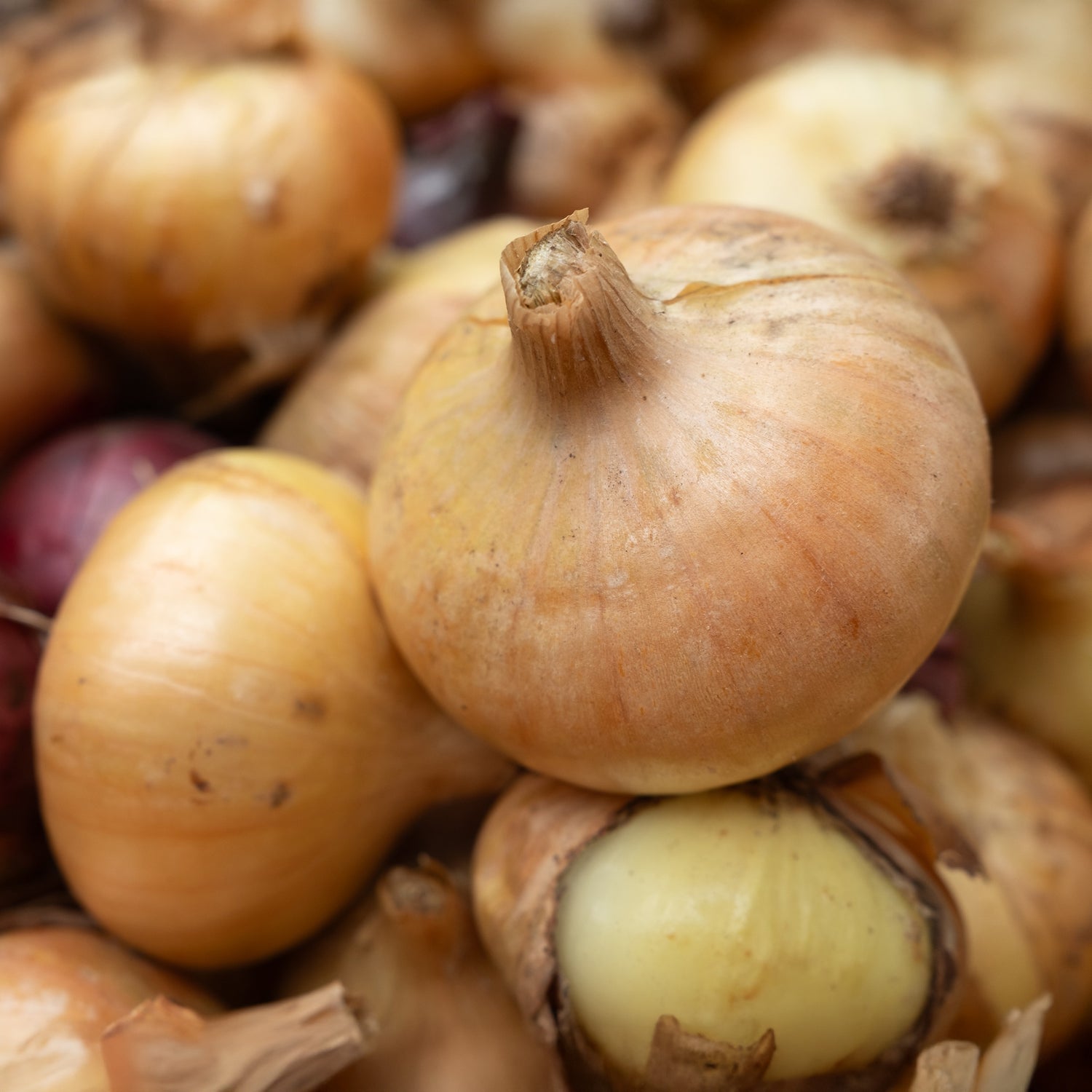 Bulbes d'oignons