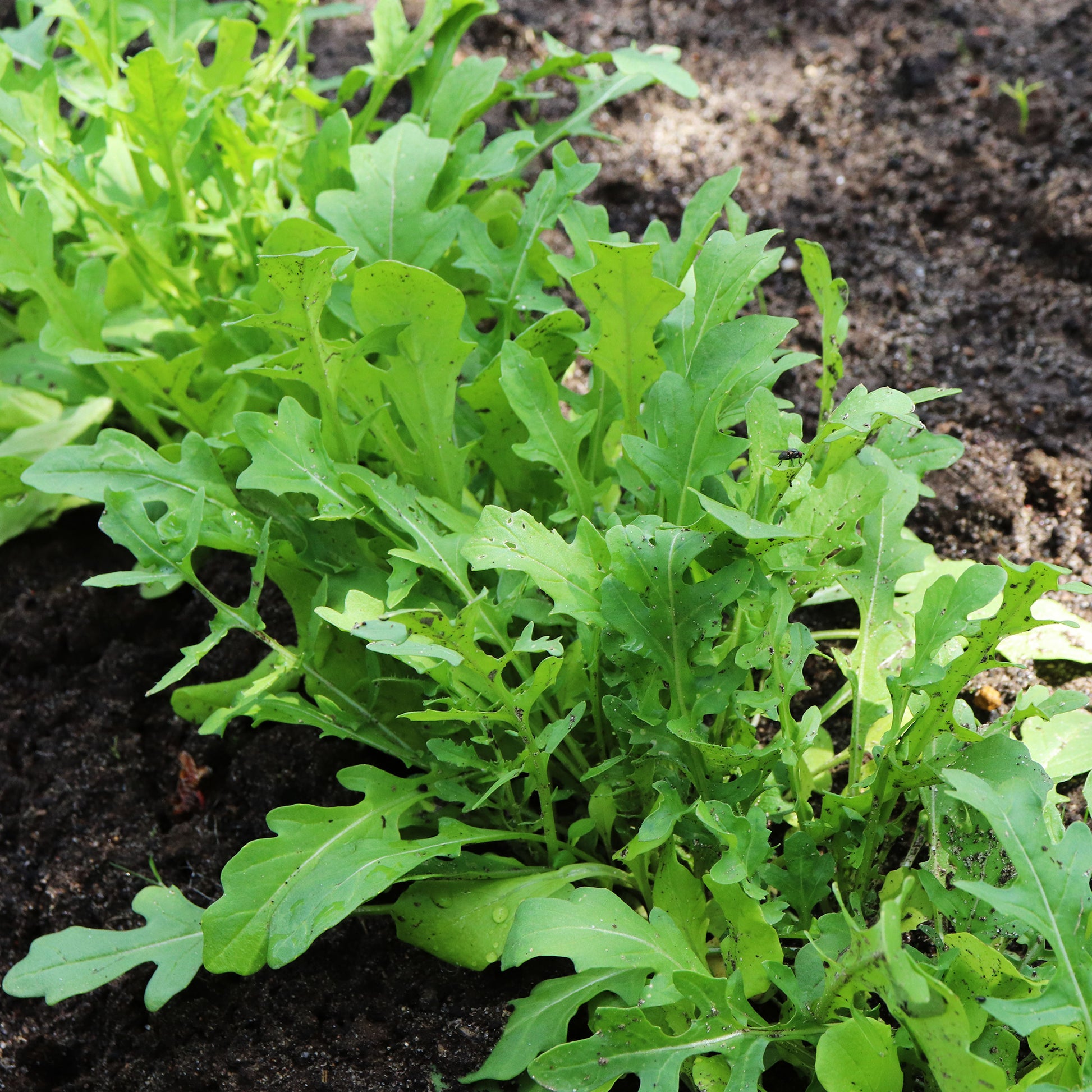 Roquette cultivée - Eruca sativa - Bakker