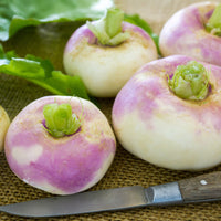 Navet De Milan à collet rose - Brassica rapa de milan à collet rose - Bakker
