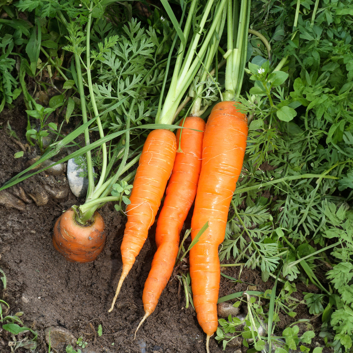 Daucus carota Nantaise améliorée 4 - Carotte Nantaise améliorée 4 (6 g) - Graines de carottes