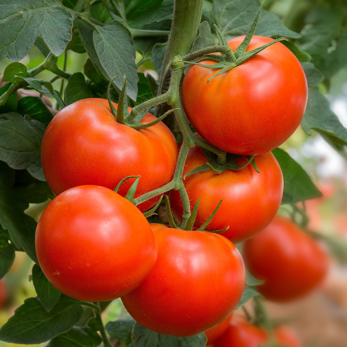 Tomate Beefmaster F1 - Bakker
