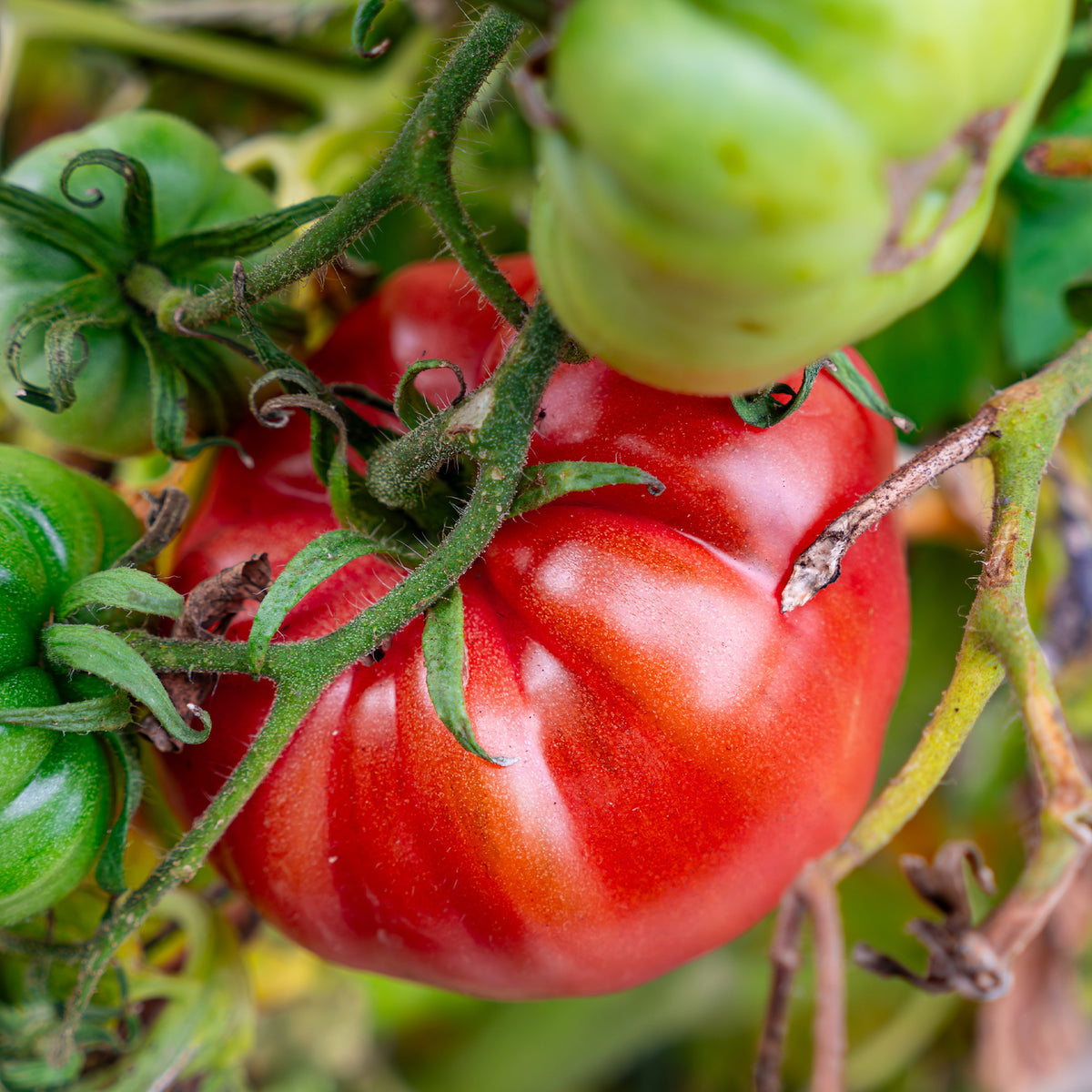 Tomate Brandywine - Bakker