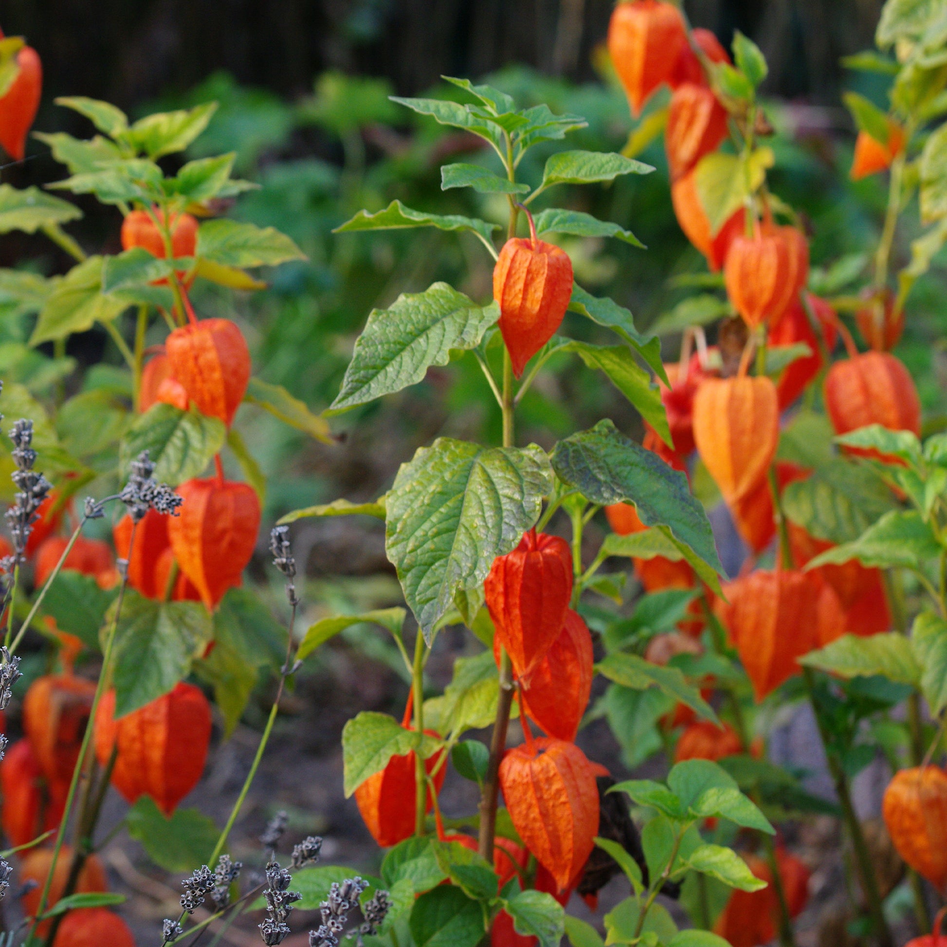 Coqueret du Pérou - Physalis peruviana - Bakker
