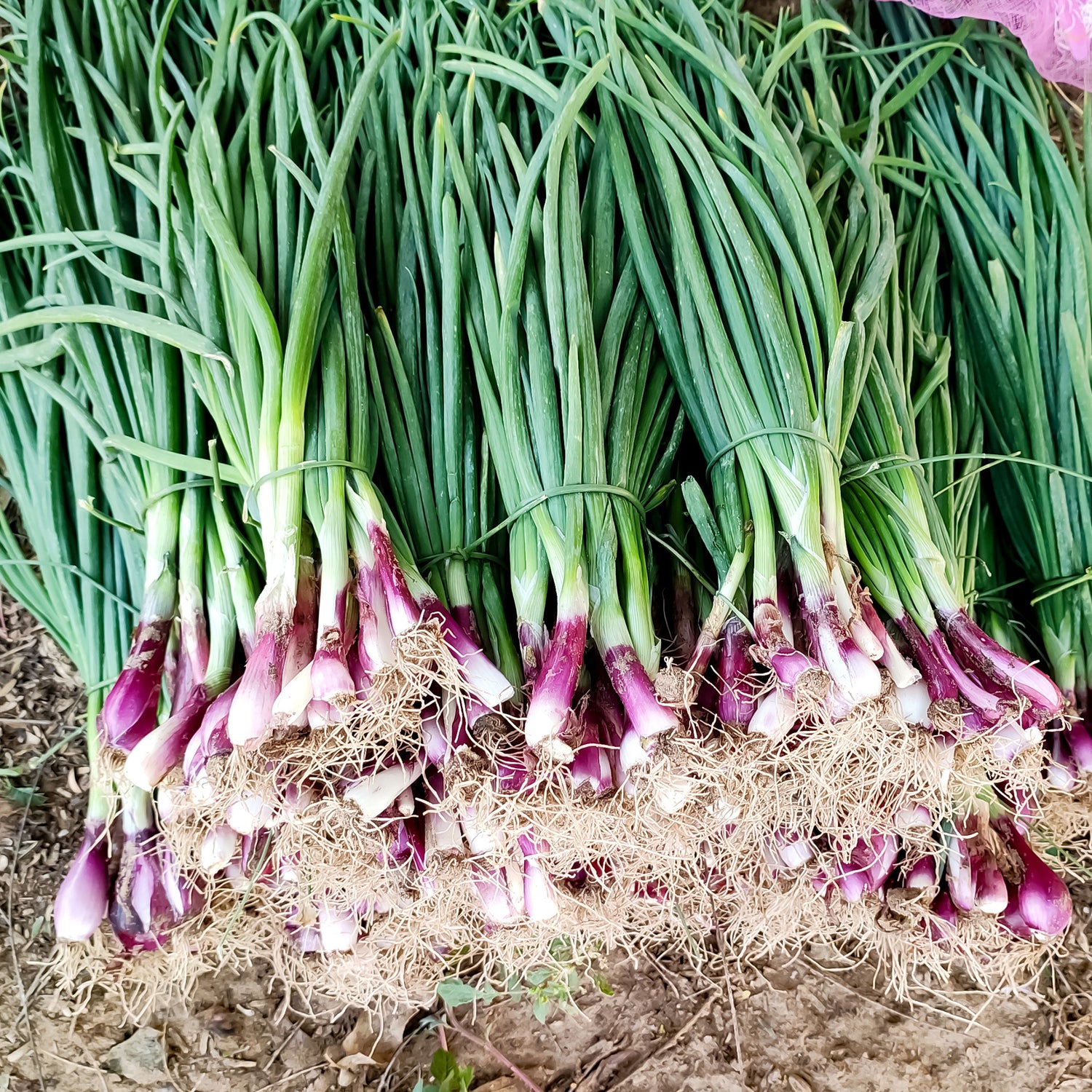 Allium fistulosum - Ciboule
